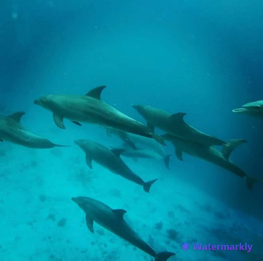 Dolphin house snorkeling trip - Who this dolphin-and-snorkel trip is best for