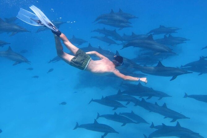 Dolphin House Snorkeling Trip + Water Sport With Lunch - Hurghada - Key things to know before you go