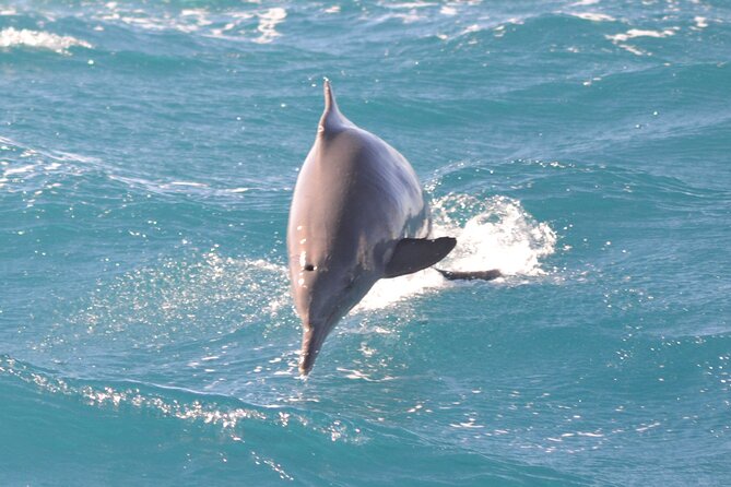 Dolphin House Snorkeling Trip & Water Sports with Lunch -Hurghada - Group size and comfort: 40 people can be fine, if you know the rhythm