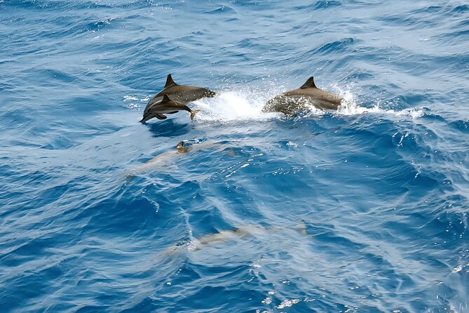 Dolphin House Snorkeling Trip & Water Sports with Lunch -Hurghada - Who should book this Dolphin House snorkeling day