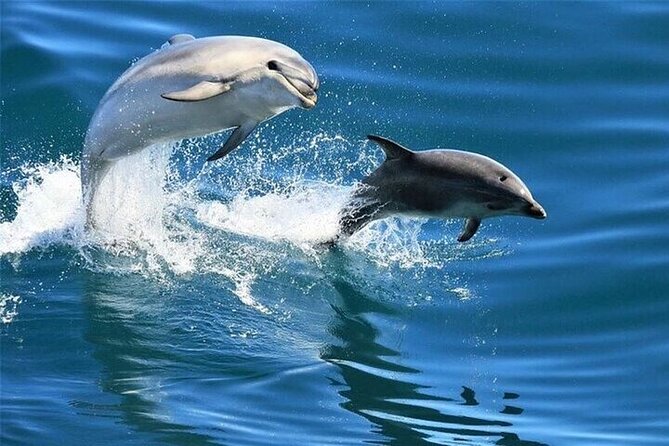 Dolphin house Snorkeling trip with Banan & Sofa Boat in Hurghada - Key Things To Know Before You Go