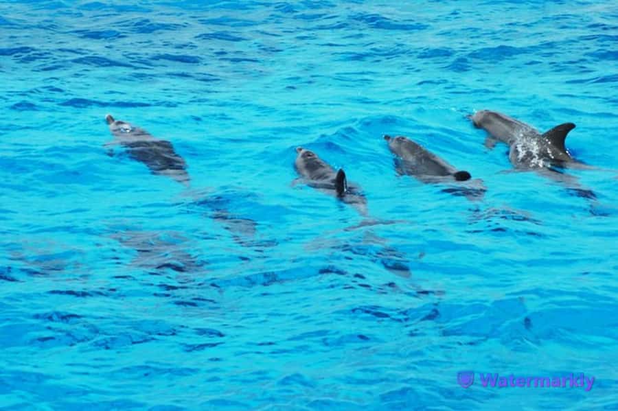 Dolphin house snorkeling trip - The 8-hour boat day: the pace you should expect