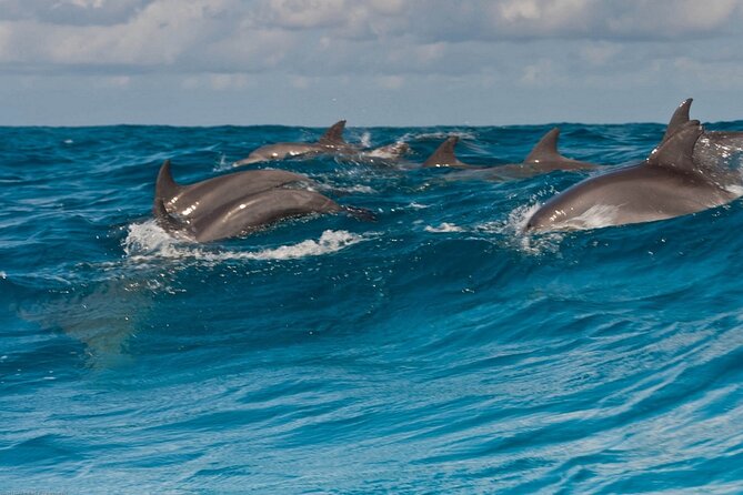 Dolphin House Snorkeling,Water Sports, Lunch & Transfer- Hurghada - How the Dolphin House day runs from 8:00 AM to return