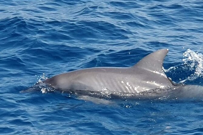 Dolphin House Snorkeling,Water Sports, Lunch & Transfer- Hurghada - Speed-boat water sports: included fun with life-jacket safety