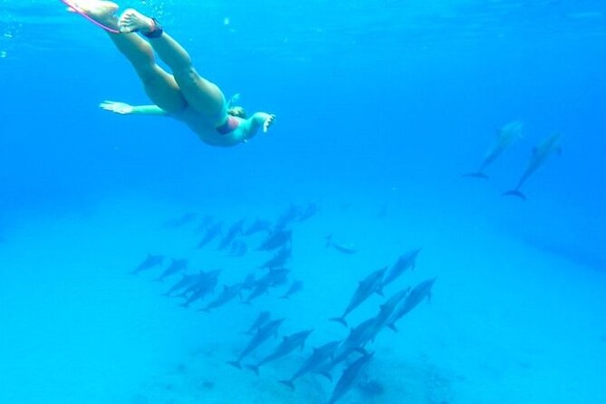 Dolphin House Snorkeling,Water Sports, Lunch & Transfer- Hurghada - Dolphin House snorkeling: the main reason to pick this trip