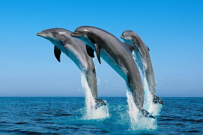 Dolphin House with Snorkeling in Hurghada - Key things to know before you go