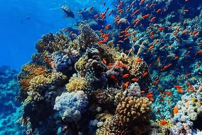 Dolphin House with Snorkeling in Hurghada - Dolphin House in Hurghada: what you’re signing up for