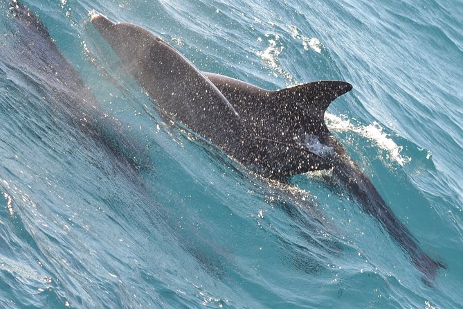 Dolphin House with Snorkeling in Hurghada - Stop 2: your second snorkeling chance (and how to use it well)