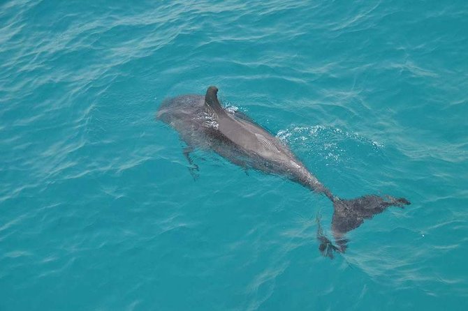 Dolphin House with Snorkeling in Hurghada - Water activities: banana boat and quadra rides (and possible schedule hiccups)