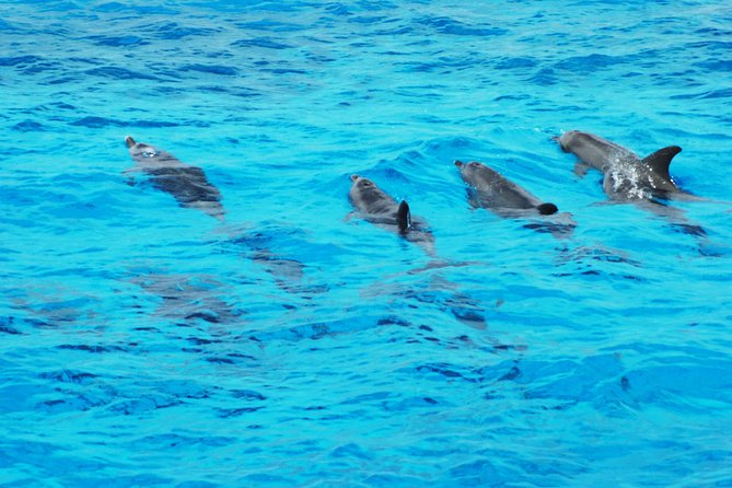 Dolphin house - Coral snorkeling and fish: the part you’ll remember