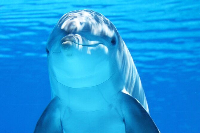 Dolphin Show & Photoshoot Package with Transfer from Hurghada - From Your Hurghada Hotel to the Facility: Getting There Without Headaches