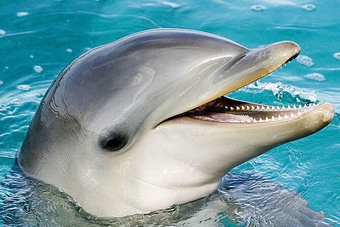 Dolphin Show & Photoshoot Package with Transfer from Hurghada - The Photo Package Reality: 10 Photos, Pros On Hand, No Phone Cameras