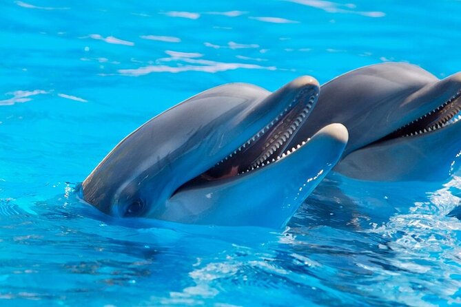 Dolphin Show & Photoshoot Package with Transfer from Hurghada - Timing, Group Size, and Who This Fits Best