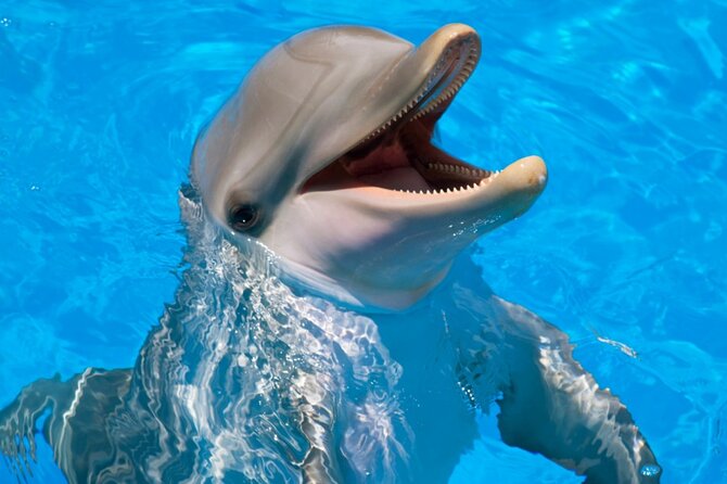 Dolphin Show & Photoshoot Package with Transfer from Hurghada - Practical Tips Before You Go: Make the Hour Go Smoothly
