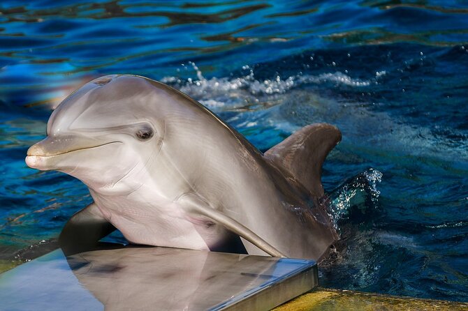 Dolphin Show & Photoshoot Package with Transfer from Hurghada - The Dolphin Show and Photoshoot Flow: What You’ll Do During the Hour
