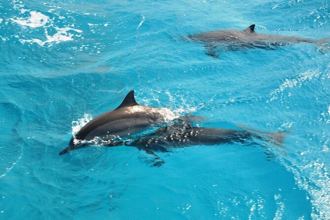 Dolphin Tour Banana Boat from Soma /Sahl Hasheesh/makadi/Safaga - Early Hotel Pickup: Why the Morning Start Matters