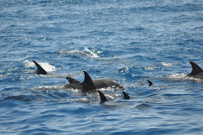 Dolphin Tour Banana Boat from Soma /Sahl Hasheesh/makadi/Safaga - Safety and Being Comfortable in Open Water