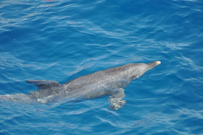 Dolphin Tour Banana Boat from Soma /Sahl Hasheesh/makadi/Safaga - Price and Value: What You’re Really Paying For