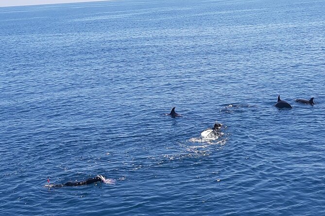 Dolphin tour & banana boat fun with snorkeling from Hurghada - Key highlights you’ll actually care about