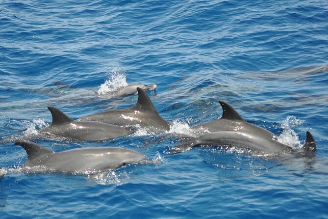 Dolphin tour & banana boat fun with snorkeling from Hurghada - Banana Boats and Sofa Boats: Fun When the Sea Plays Nice