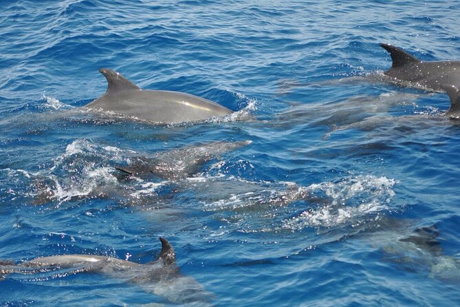 Dolphin tour from El Gouna - The dolphinhouse: how that 90% chance plays out