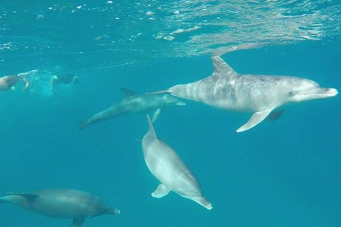 Dolphin tour from El Gouna - The boat day rhythm: lunch, gear, and comfort