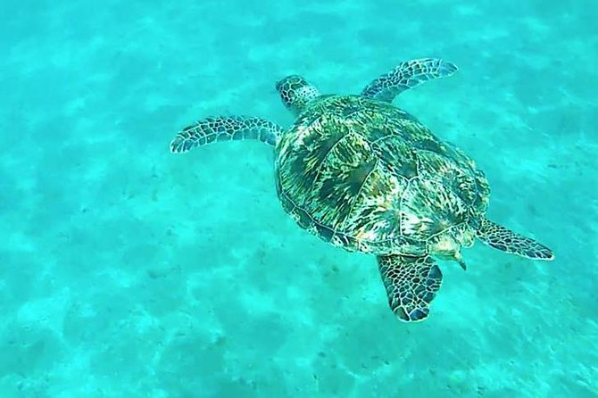 Dolphin tour from El Gouna - Price and value: what $31.71 really buys you