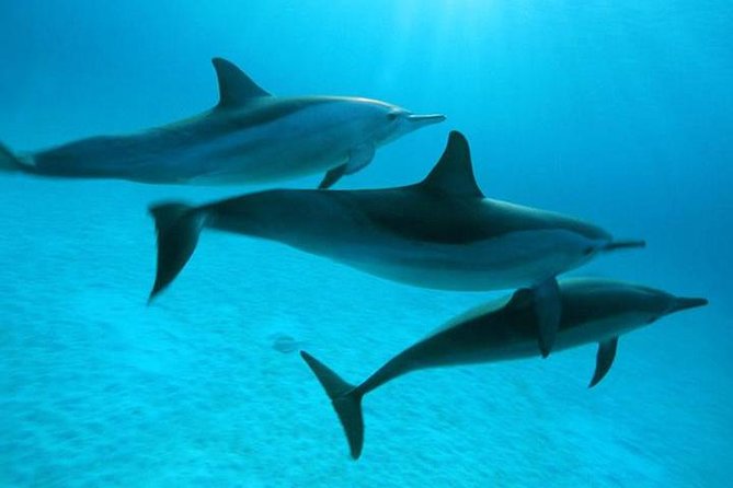 Dolphin tour from El Gouna - Who this dolphin tour from El Gouna is best for