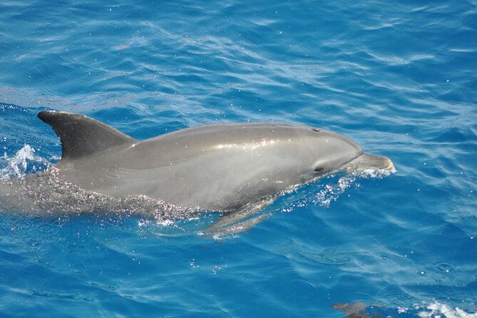 Dolphin tour from El Gouna - Reef snorkeling: why you should care about the 2–3 stops