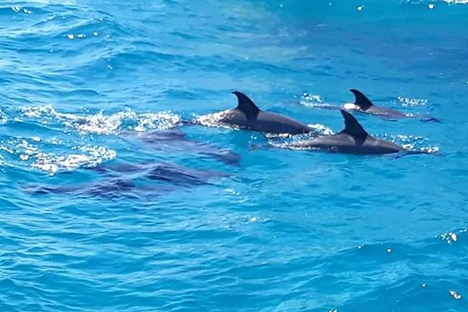 Dolphin Tour in Hurghada - Snorkel Stop 1 and Stop 2: Coral Color, Fish Time, and Gear You’ll Actually Use