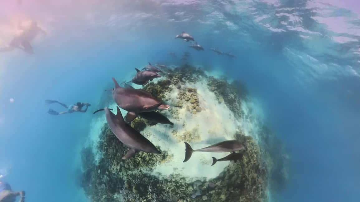 Dolphin Tour with Red Sea Fun. The Best in Hurghada - Key Points You’ll Care About