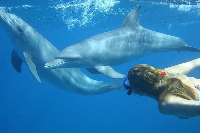 Dolphin trip with private speedboat and snorkeling - Private Speedboat to the Dolphin House: Why This Feels Worth It