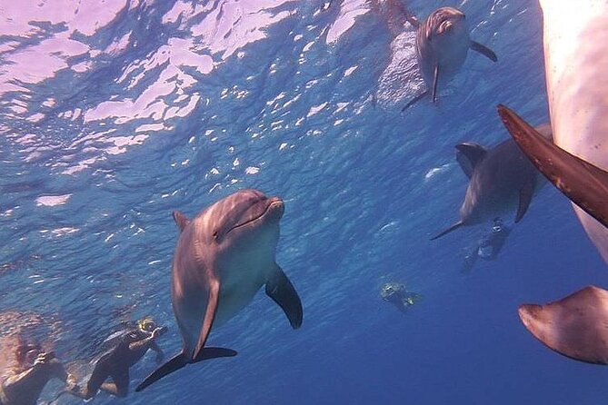 Dolphin trip with private speedboat and snorkeling - Snorkeling Around Hurghada: Gear, Timing, and Beginner-Friendly Setup