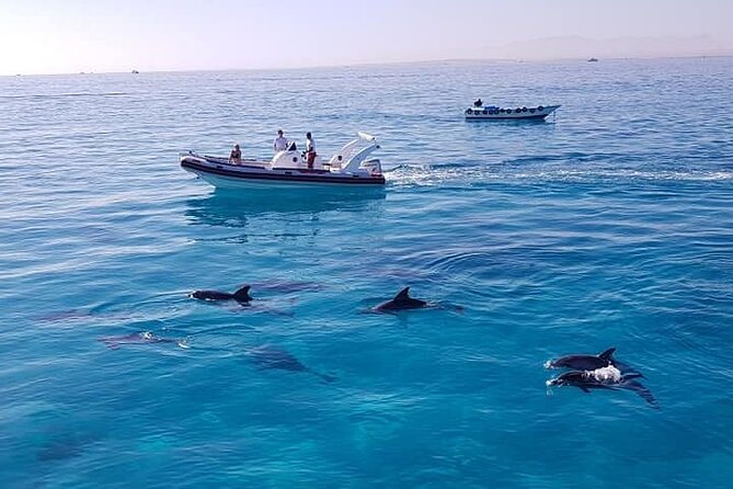 Dolphin trip with private speedboat and snorkeling - What’s Included vs. What You May Pay Extra