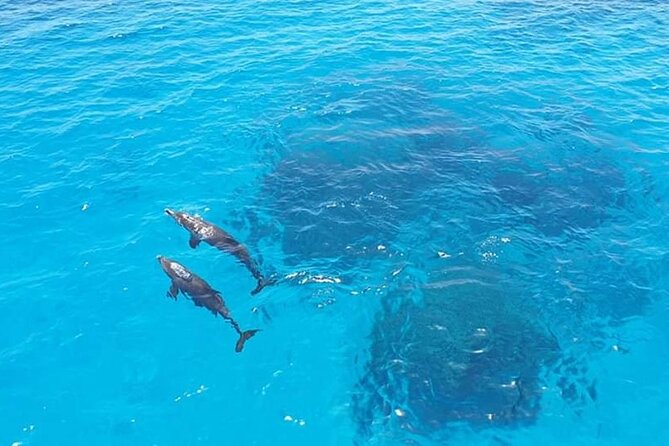 Dolphin trip with private speedboat and snorkeling - How the 4 Hours Typically Flow (and How to Prepare)