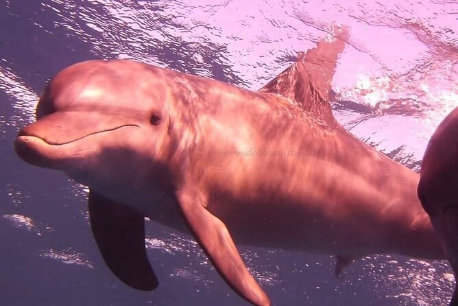 Dolphin trip with private speedboat and snorkeling - Should You Book This Dolphin Trip? My Straight Answer