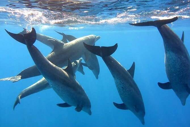 Dolphin trip with private speedboat and snorkeling - The 8:00 am Pickup and German-Guide Touch