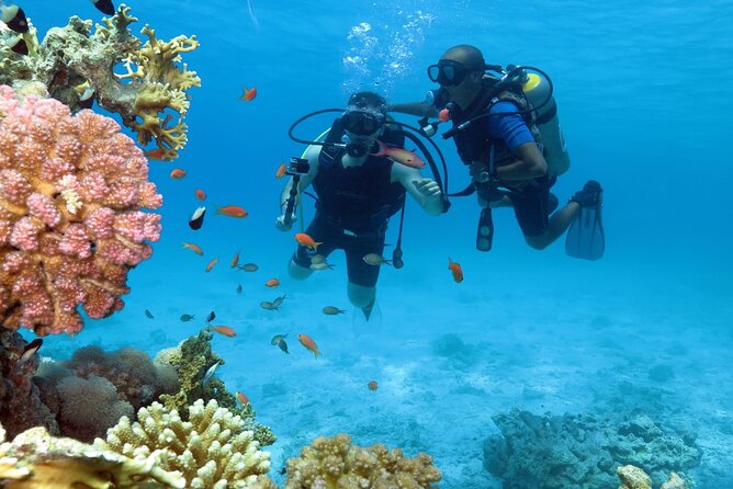 Dream to Dive full Course & private Dive Instructor PADI - Confined-water practice: the pool skills that remove panic fast