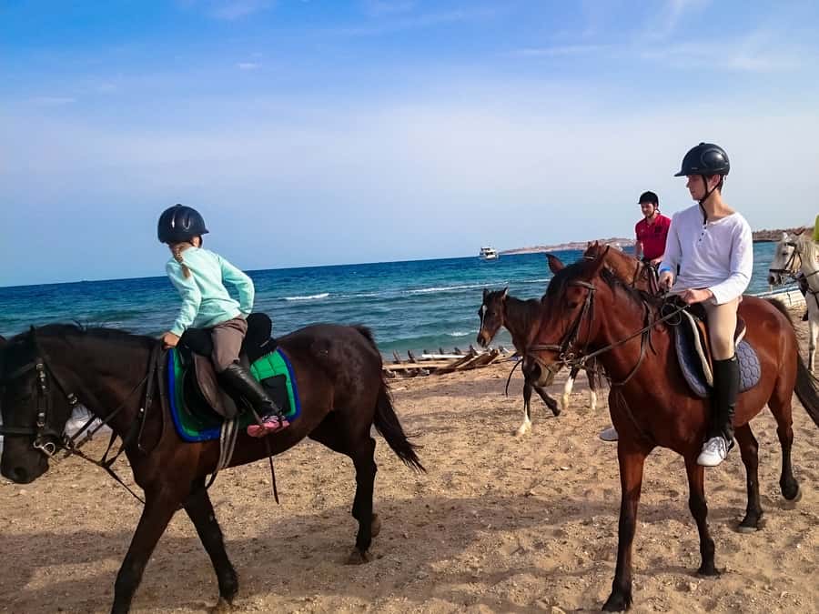 El Gouna: Desert & Sea Horse Riding With Swimming Optional - Grooming, feeding, and caring for your horse: the human side