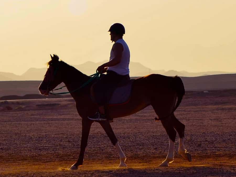 El Gouna: Desert & Sea Horse Riding With Swimming Optional - Transfers and meeting point: the practical part you’ll want to plan for