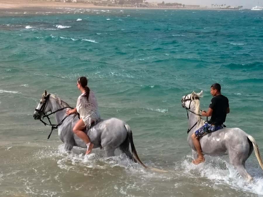 El Gouna: Desert & Sea Horse Riding With Swimming Optional - Swimming with your horse: the VIP 4-hour option