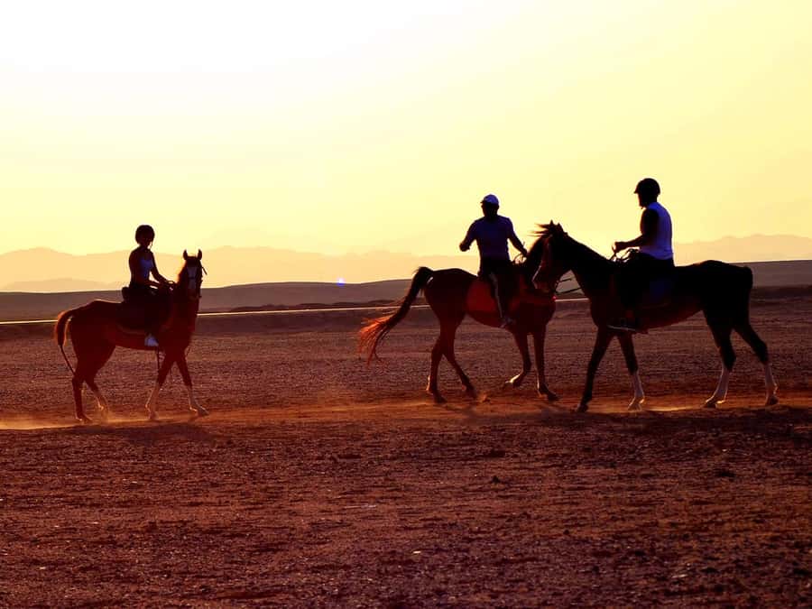 El Gouna: Desert & Sea Horse Riding With Swimming Optional - How long it really takes (and when you should go)