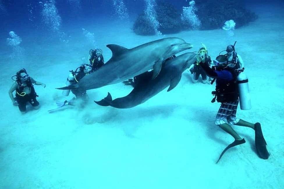El Gouna Lagoon, Diving with Dolphin, Snorkeling & Lunch - Lagoon cruise in El Gouna: man-made canals, real marine life vibes