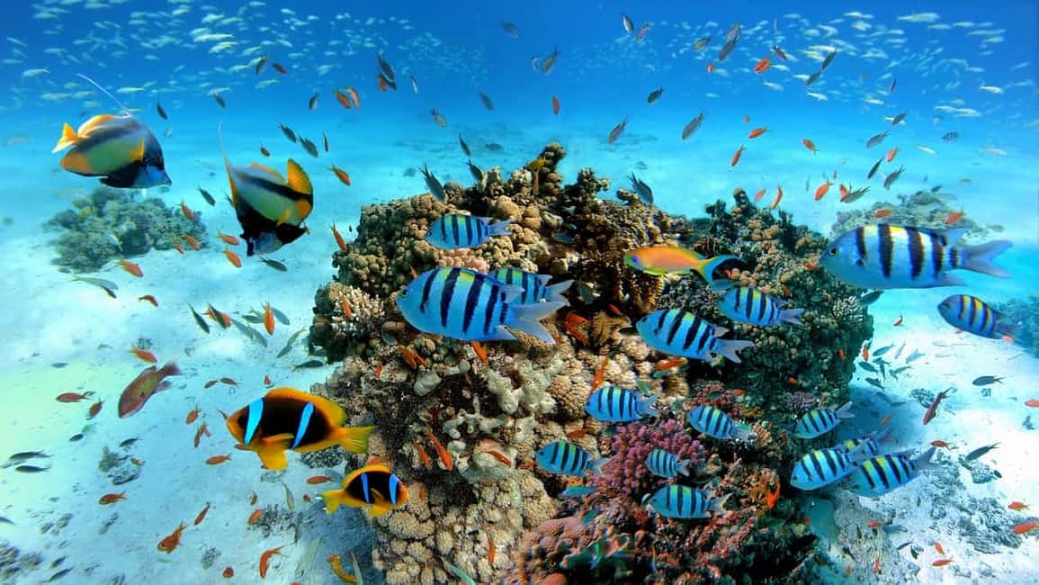 El Gouna Lagoon, Diving with Dolphin, Snorkeling & Lunch - Dolphin expectations: see them, maybe swim with them
