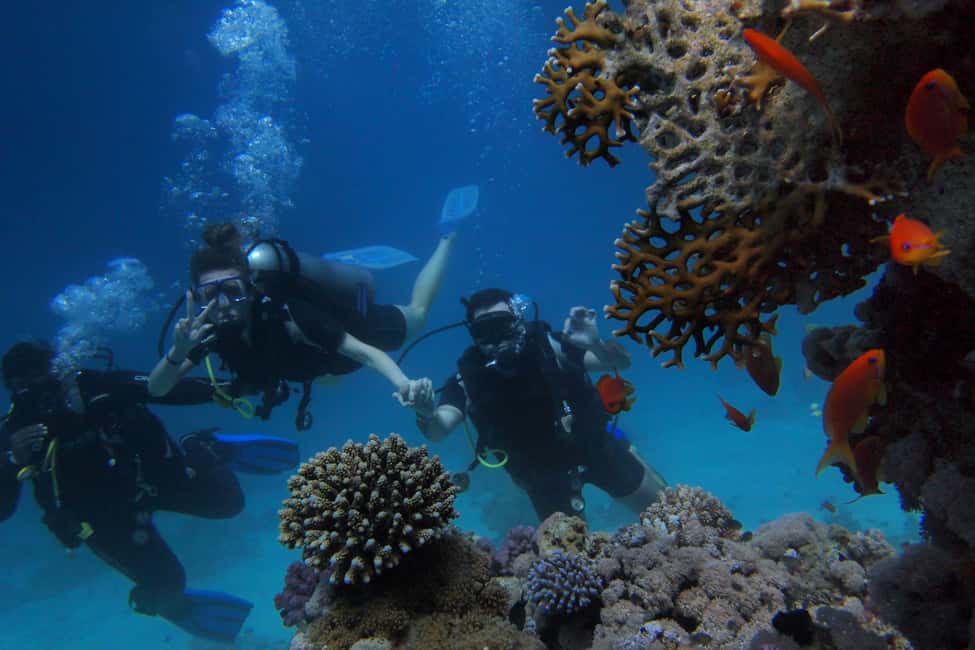 El Gouna Lagoon, Diving with Dolphin, Snorkeling & Lunch - Underwater time: coral and fish, even on days without dolphins