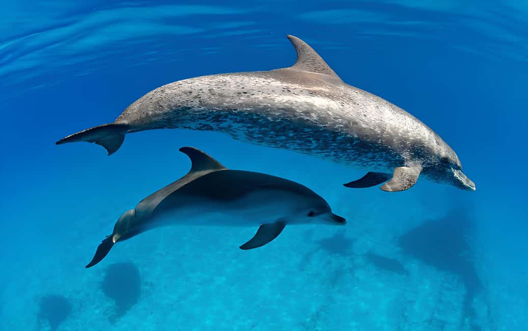 El Gouna Lagoon, Diving with Dolphin, Snorkeling & Lunch - Lunch on board: the value win you’ll actually feel