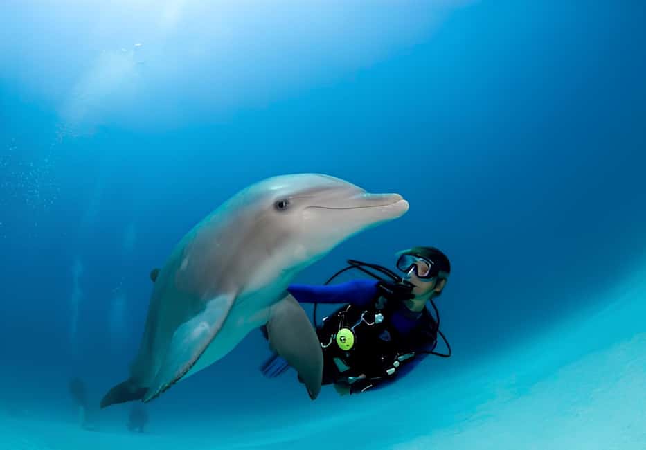 El Gouna Lagoon, Diving with Dolphin, Snorkeling & Lunch - Drinks and snack bar: staying comfortable in the sun