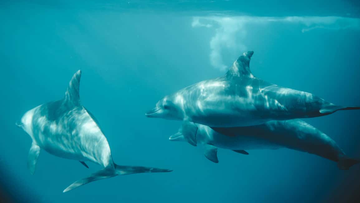 El Gouna Lagoon, Diving with Dolphin, Snorkeling & Lunch - Boat comfort and crew style: what good service looks like here