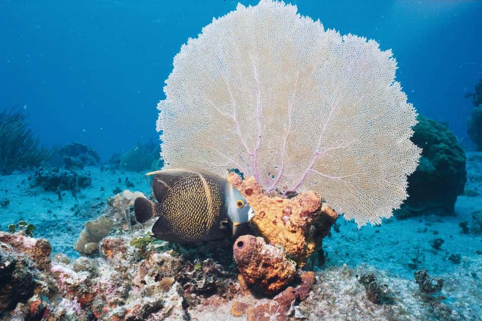 El Gouna Lagoon, Diving with Dolphin, Snorkeling & Lunch - Snorkeling or scuba with a PADI instructor: how to choose