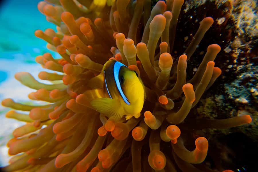 El Gouna: Red Sea Snorkeling Adventure with Transfers - Second Reef Stop: More Chances for Coral and Fish